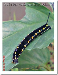 Caterpillars Attack 7