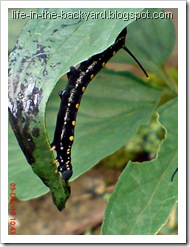 Caterpillars Attack 14