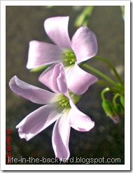 Oxalis triangularis_False Shamrock 4