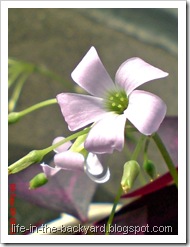 Oxalis triangularis_False Shamrock 5 Oxalis triangularis_False Shamrock 5