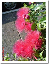 Calliandra tergemina_Kaliandra_Powderpuff Plant 12