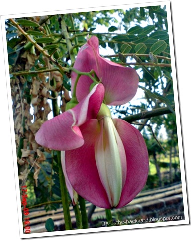 Sesbania grandiflora_turi merah 64 Sesbania grandiflora_turi merah 64