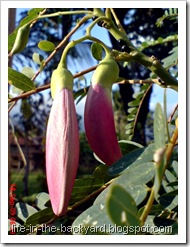 Sesbania grandiflora_turi merah 20 Sesbania grandiflora_turi merah 20