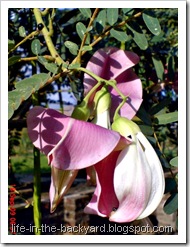 Sesbania grandiflora_turi merah 12 Sesbania grandiflora_turi merah 12
