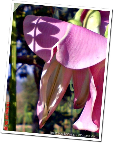 Sesbania grandiflora_turi merah 16 Sesbania grandiflora_turi merah 16