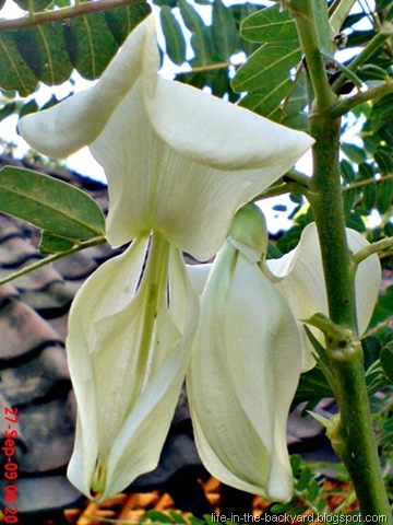[Sesbania grandiflora_turi putih 12[6].jpg]