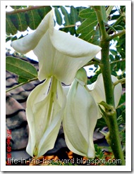 Sesbania grandiflora_turi putih 12