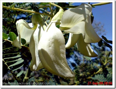 Sesbania grandiflora_turi putih 11