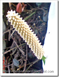 Spathiphyllum wallisii_Peace Lily 02
