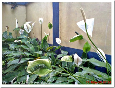 Spathiphyllum wallisii_Peace Lily 12