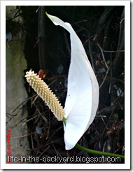 Spathiphyllum wallisii_Peace Lily 01