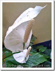 Spathiphyllum wallisii_Peace Lily 19
