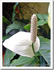 Spathiphyllum wallisii_Peace Lily 05