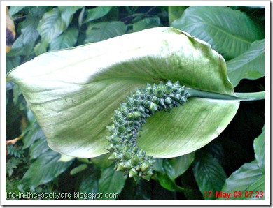 Spathiphyllum wallisii_Peace Lily 10