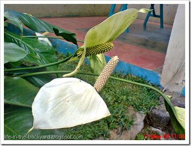 Spathiphyllum wallisii_Peace Lily 22