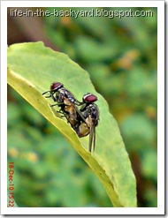 Fly Mating_Musca domestica_Lalat Rumah_House Fly 4