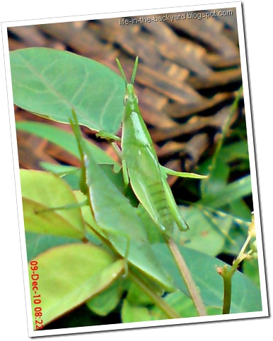 Red base-winged vegetable grasshopper nymph