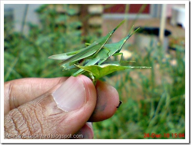 Red base-winged vegetable grasshopper mating Red base-winged vegetable grasshopper mating