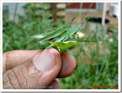 Red base-winged vegetable grasshopper mating