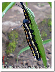 caterpillar molting 7