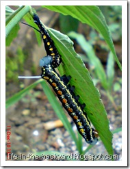 caterpillar molting 6