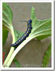 Sphingidae moth caterpillar