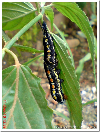 caterpillar molting