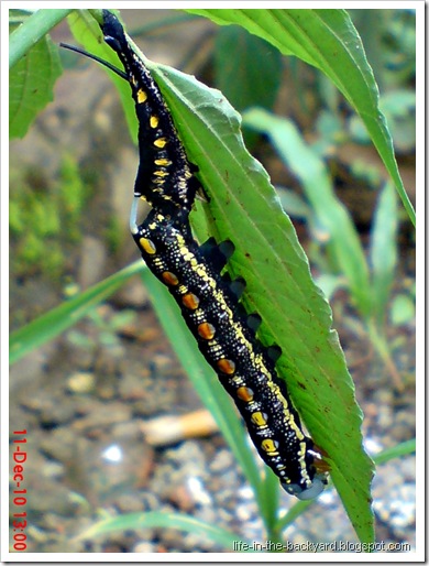 caterpillar molting 3