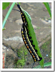 caterpillar molting 8