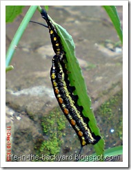 caterpillar molting 8 caterpillar molting 8