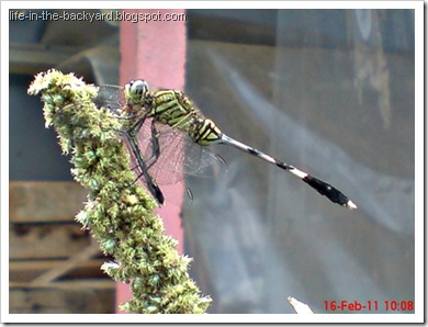dragonfly eating dragonfly _foto capung badak makan capung dragonfly eating dragonfly _foto capung badak makan capung