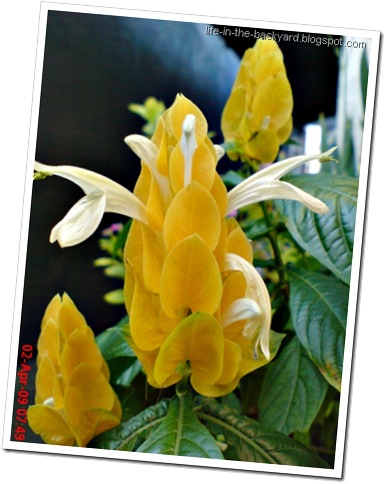 Bunga lilin_Pachysiachys lutea L