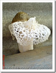 weird white mushroom_jamur ular 5