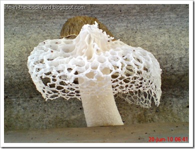 weird white mushroom_jamur ular 10