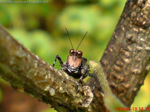 [brown grasshopper with orange face9[7].jpg]