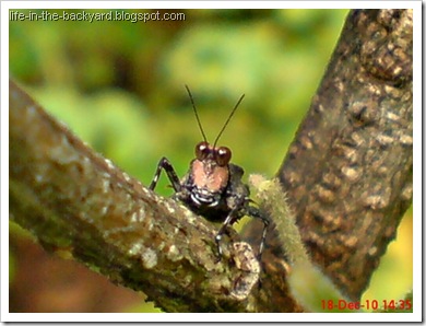 brown grasshopper with orange face9 brown grasshopper with orange face9