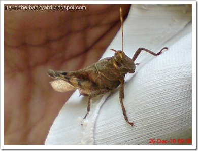 brown grasshopper3