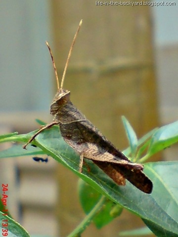 [brown grasshopper11[8].jpg]