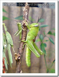 Valanga nigricornis_Javanese Grasshopper_belalang kayu 2