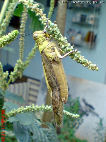 [Valanga nigricornis_Javanese Grasshopper_belalang kayu 9[7].jpg]