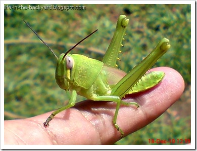 Valanga nigricornis_Javanese Grasshopper_belalang kayu 4