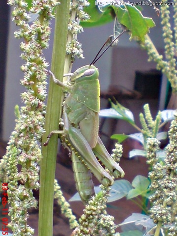 [Valanga nigricornis_Javanese Grasshopper_belalang kayu 8[7].jpg]