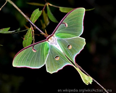 ngengat Actias luna moth