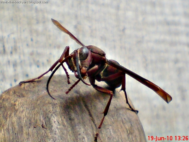 [Polistes tenebricosus_Paper Wasp 4[2].jpg]