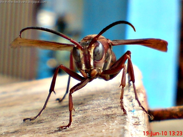 [Polistes tenebricosus_Paper Wasp 3[2].jpg]