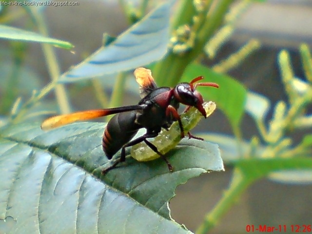 [Rhynchium haemorrhoidale_tawon_Potter Wasp 2[2].jpg]