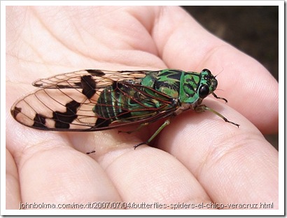 cicada_tonggeret cicada_tonggeret