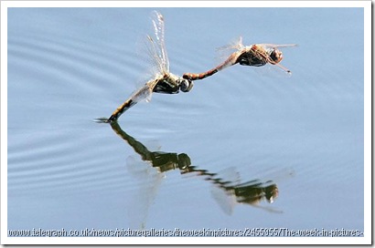 dragonflies mating laying eggs