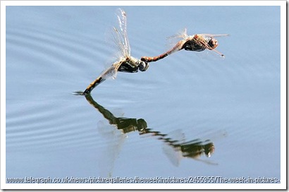 dragonflies mating laying eggs dragonflies mating laying eggs