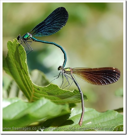 calopterix capung jarum kawin calopterix capung jarum kawin